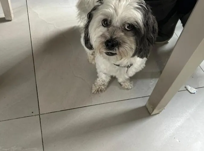 1 Luxurious In Family キラーニー